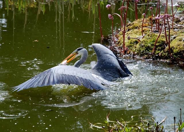 Pescuit :) - birdwatchingdeltadunarii.jpg